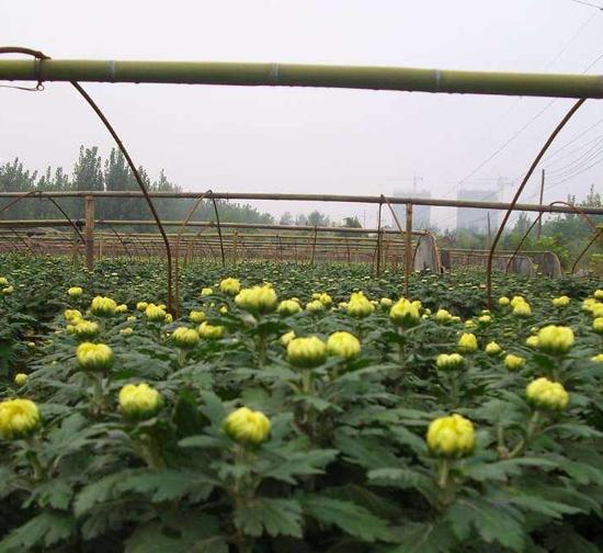 阿里菊花种苗基地